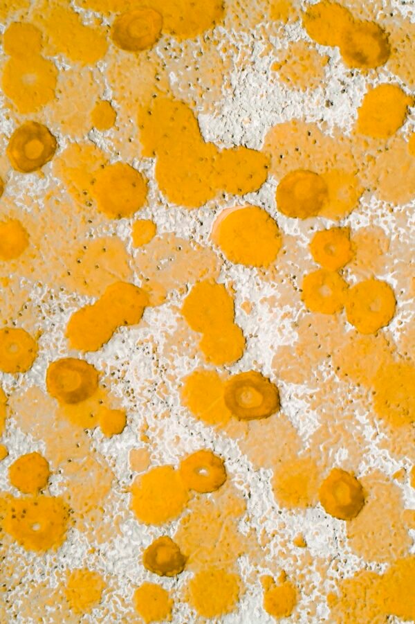 Wetlands Series - Bubbles