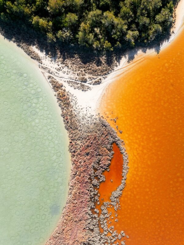 Wetlands Series - Half