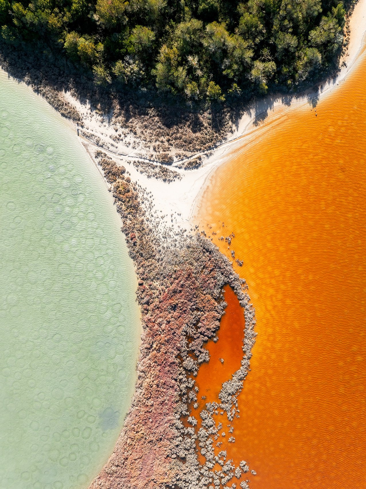 Wetlands Series - Half