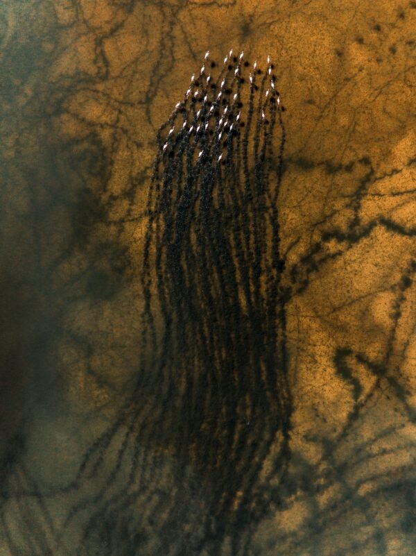 Wetlands Series - Flamingos